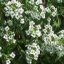 Flower Seed - Alyssum