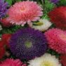 Flower Seed - Aster