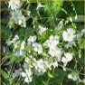 Flower Seed - Baby's Breath