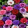 Flower Seed - Bachelor Button