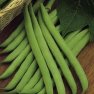 Vegetable Seed - Bean Seed