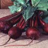 Vegetable Seed - Red Beet