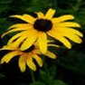 Flower Seed - Black Eyed Susan