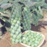 Vegetable Seed - Brussel Sprout