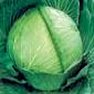 Vegetable Seed - Cabbage Seed