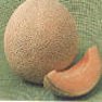 Vegetable Seed - Cantaloupe
