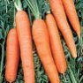 Vegetable Seed - Carrot