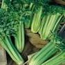 Vegetalbe Seed - Celery