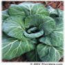 Vegetable Seed - Collard