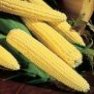 Vegetable Seed - Sweet Corn