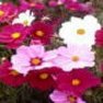Flower Seed- Cosmos