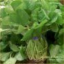 Vegetable Seed - Cress
