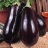 Vegetable Seed - Eggplant
