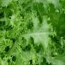 Vegetable Seed - Endive