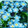 Flower Seed - Forget Me Not
