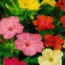 Flower Seed - Four O Clock