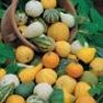 Vegetable Seed - Gourd