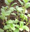 Vegetable Seed - Herb