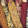 Vegetable Seed - Ornamental Corn