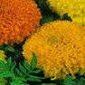 Flower Seed - Marigold