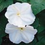 Flower Seed - Moonflower