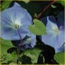Flower Seed - Morning Glory