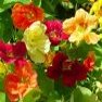 Flower Seed - Nasturium