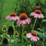 Flower Seed - Coneflower