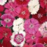 Flower Seed - Sweet William