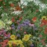Wildflower - Hummingbird Butterfly Mix