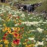 Wildflower - Intermountain Mix