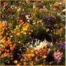 Wildflower - Low Grow Mix