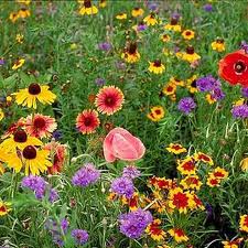 Wildflower - Midwestern Mix