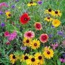Wildflower - Northeast Mix