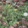 Wildflower - Partial Shade Mix