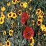 Wildflower - Dryland Mix